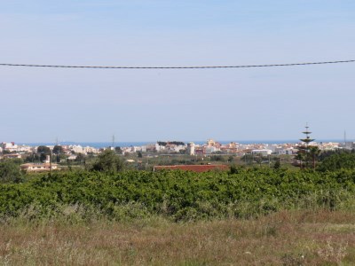 Pedreguer 2019